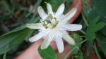 Maracuj (Passiflora tenuifila)<br />Foto: Desconhecido 
